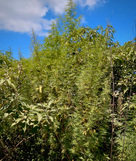 Lesotho Landrace (Matekoane)